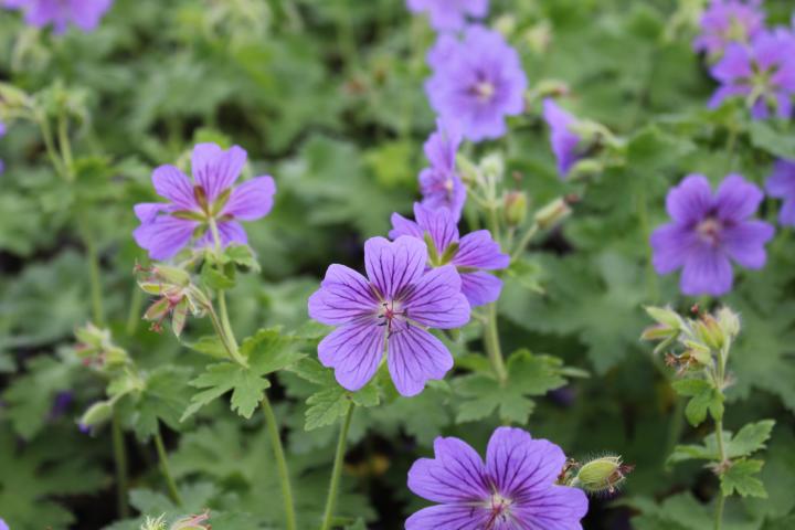 Geranium magnificum (x)