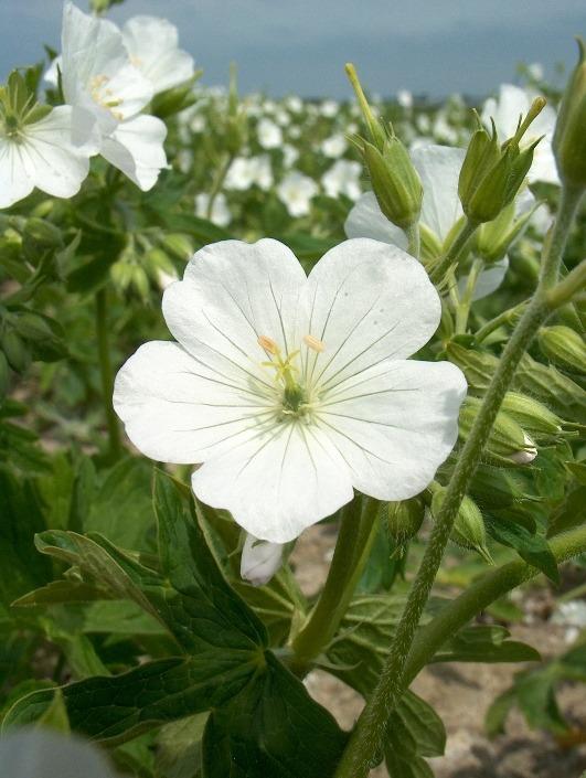 Geranium maculatum 'Album'