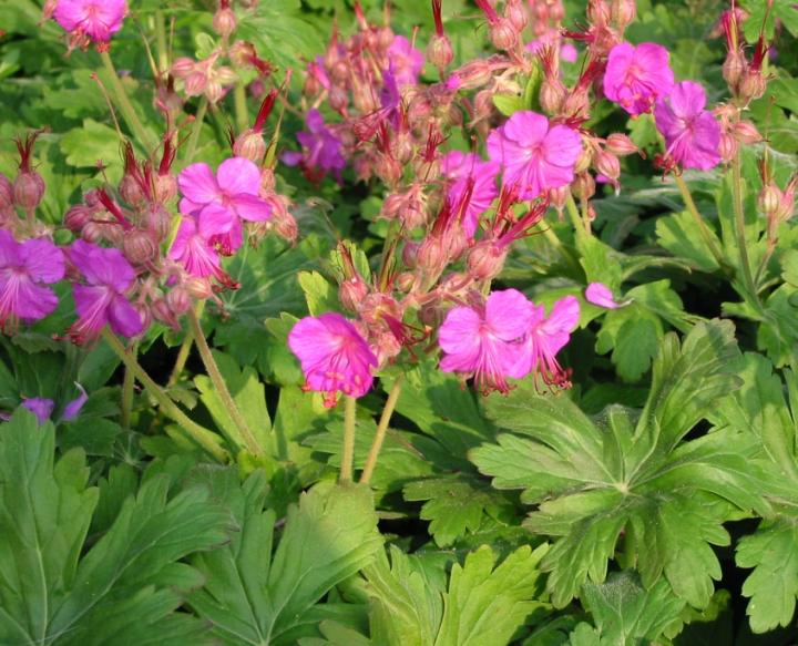 Geranium macrorrhizum 'Bevan's Variety'
