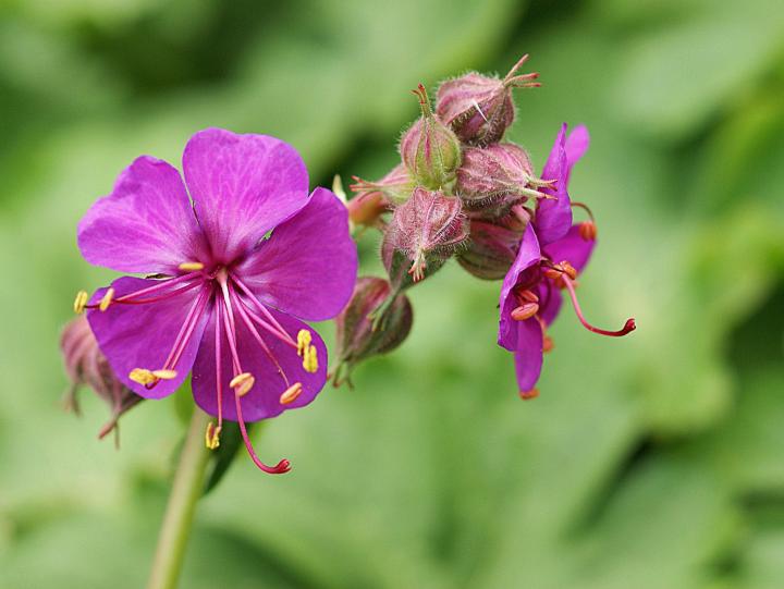 Geranium macrorrhizum 'Czakor'