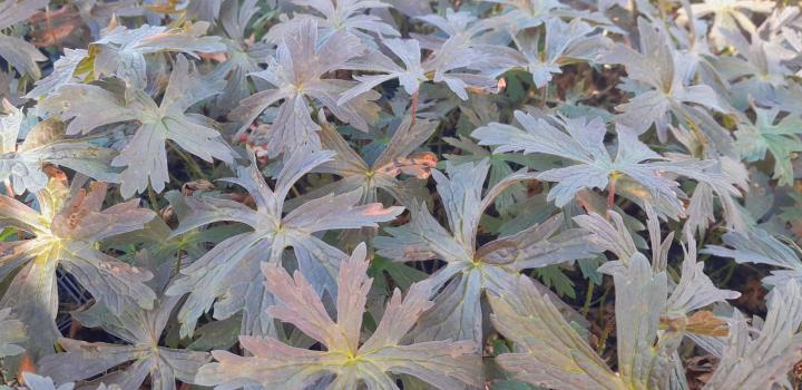 Geranium maculatum 'Espresso'