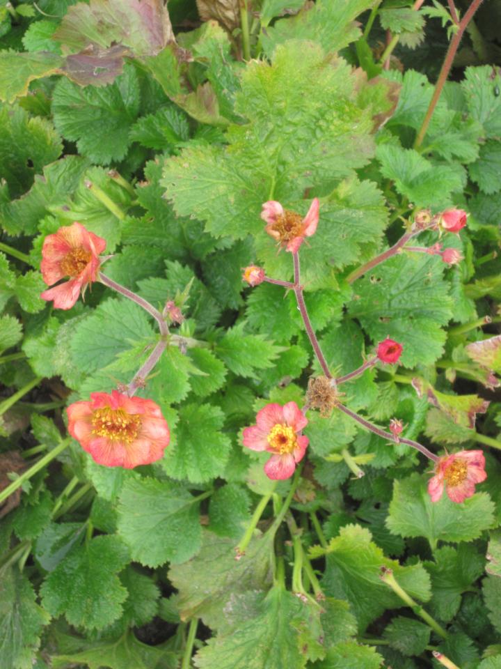 Geum  'Mango Lassi'