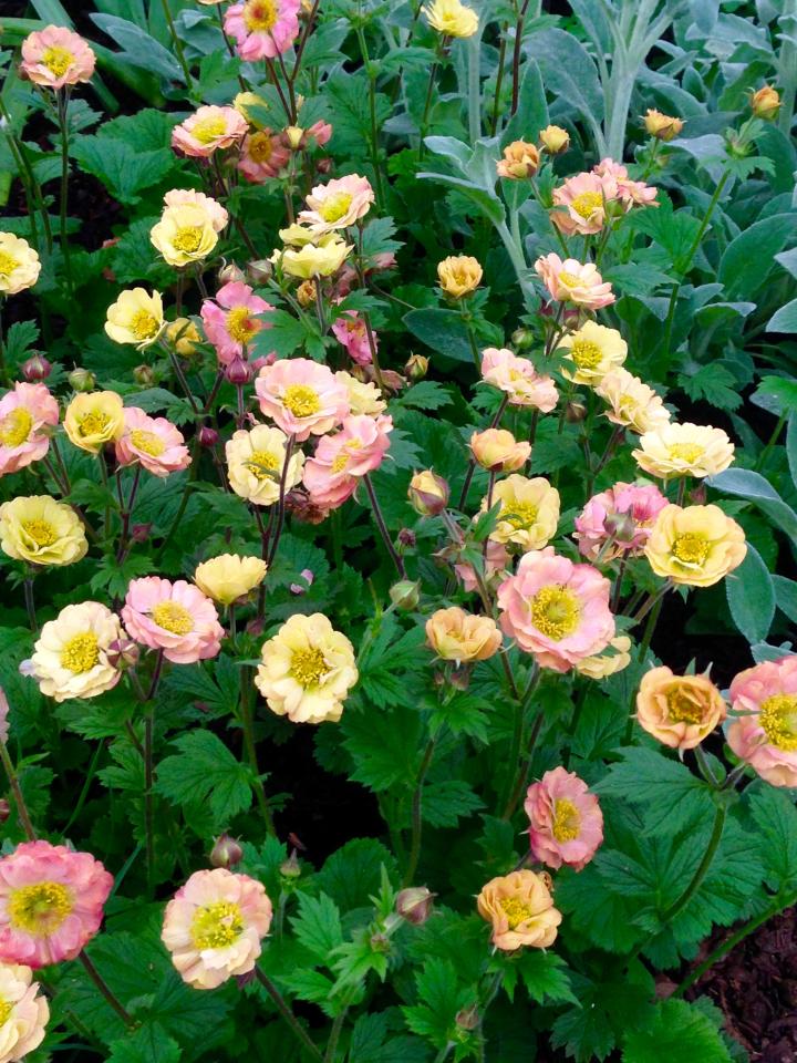 Geum  'Mai Tai' ®