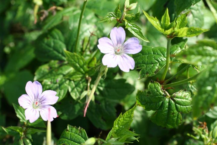 Geranium nodosum