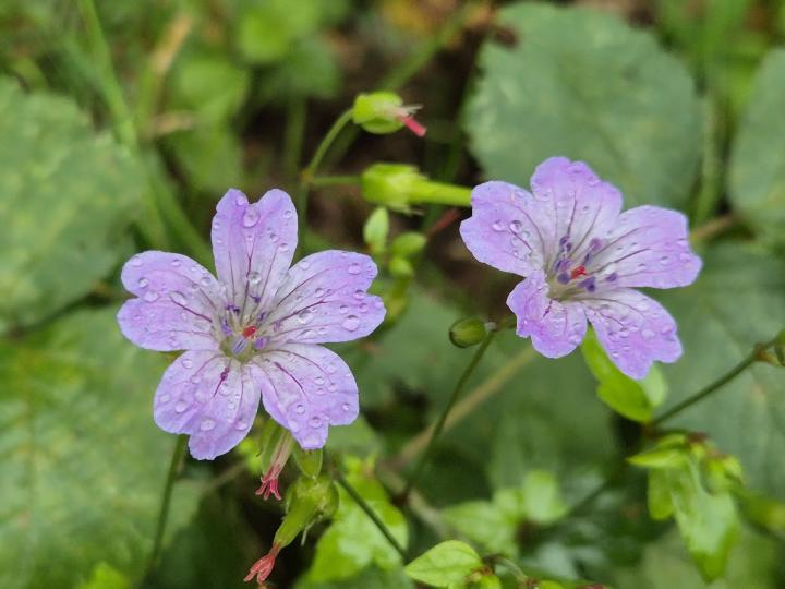 Geranium nodosum
