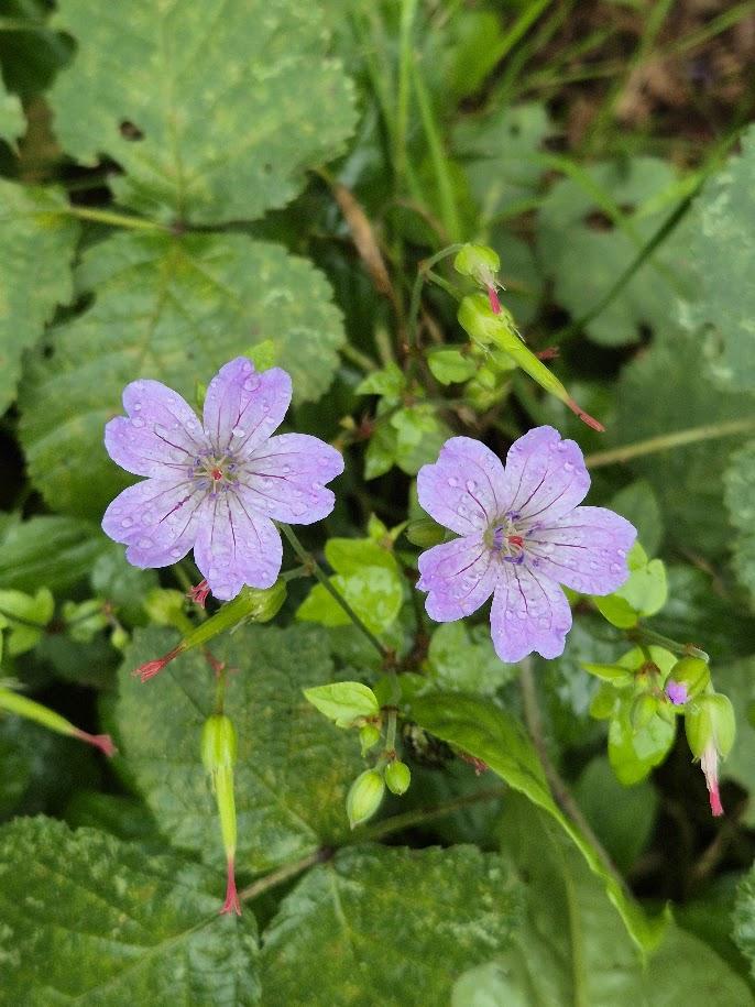 Geranium nodosum
