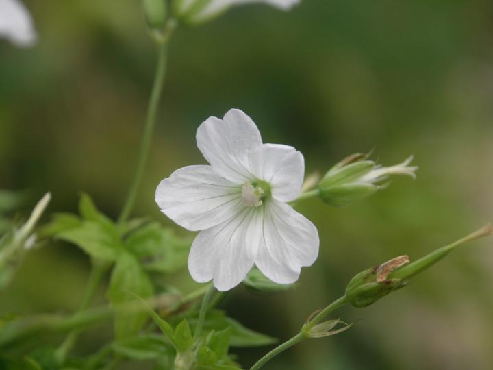 Geranium nodosum 'Silverwood'