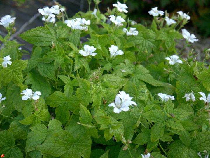 Geranium nodosum 'Silverwood'