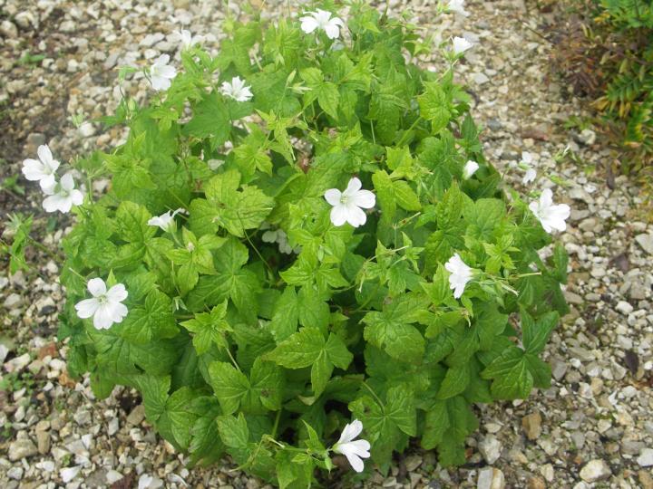 Geranium nodosum 'Silverwood'