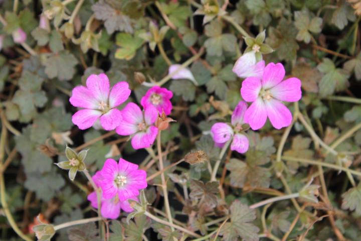 Geranium  'Orkney Cherry' ®