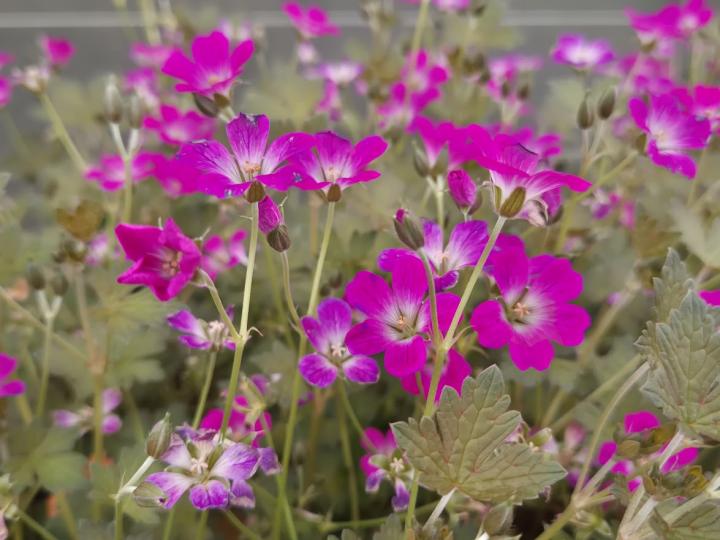 Geranium  'Orkney Cherry' ®