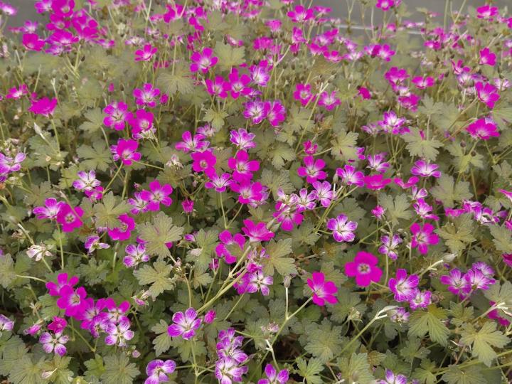 Geranium  'Orkney Cherry' ®