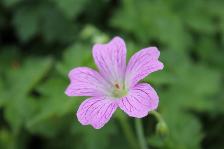 Geranium oxonianum (x) 'Rose Clair'