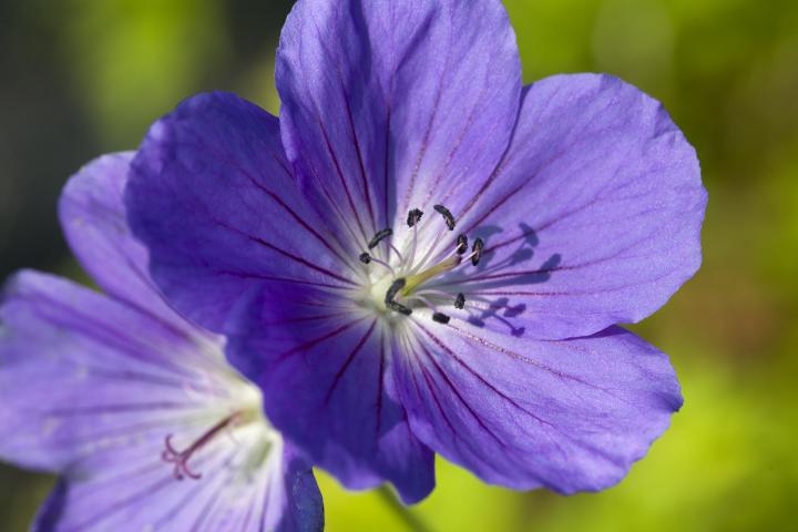 Geranium  'Orion'