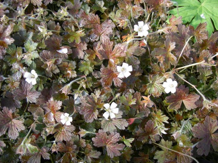 Geranium oxonianum (x) 'Sanne'