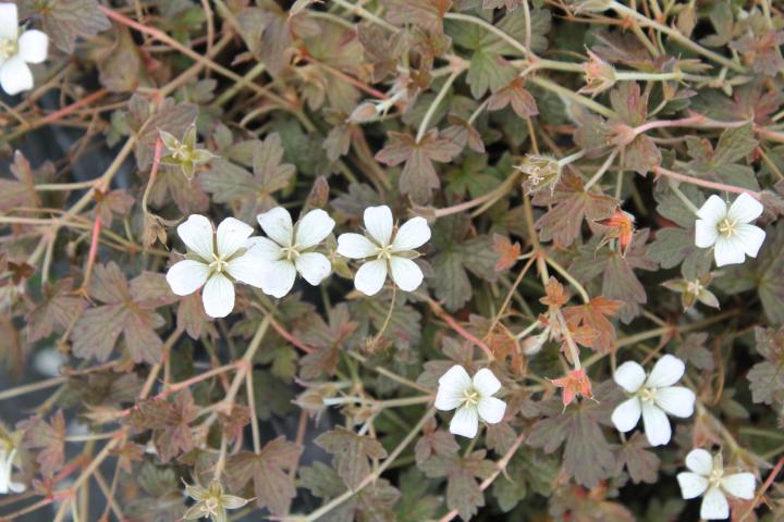 Geranium oxonianum (x) 'Sanne'