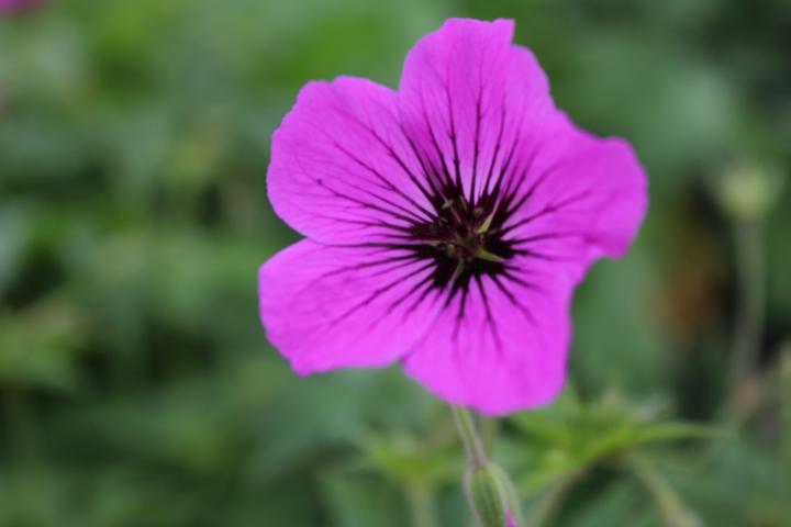 Geranium  'Patricia (x)'