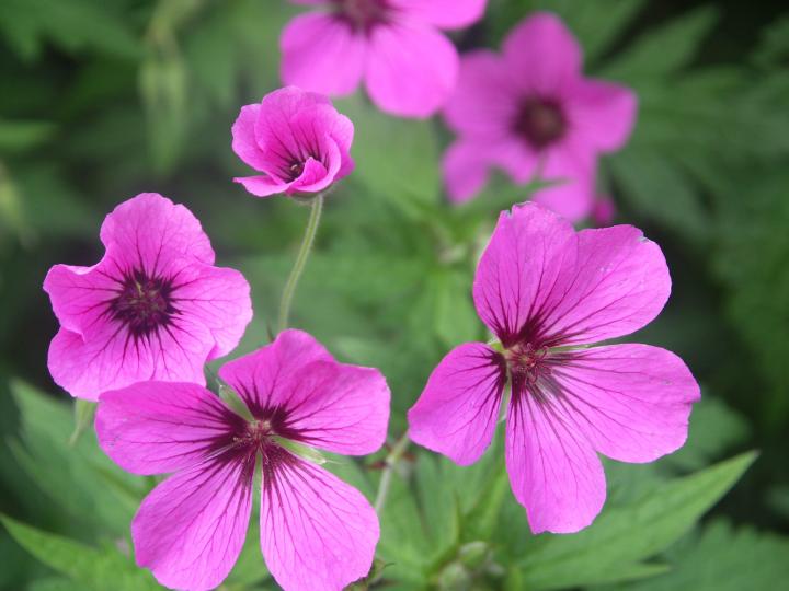 Geranium  'Patricia (x)'