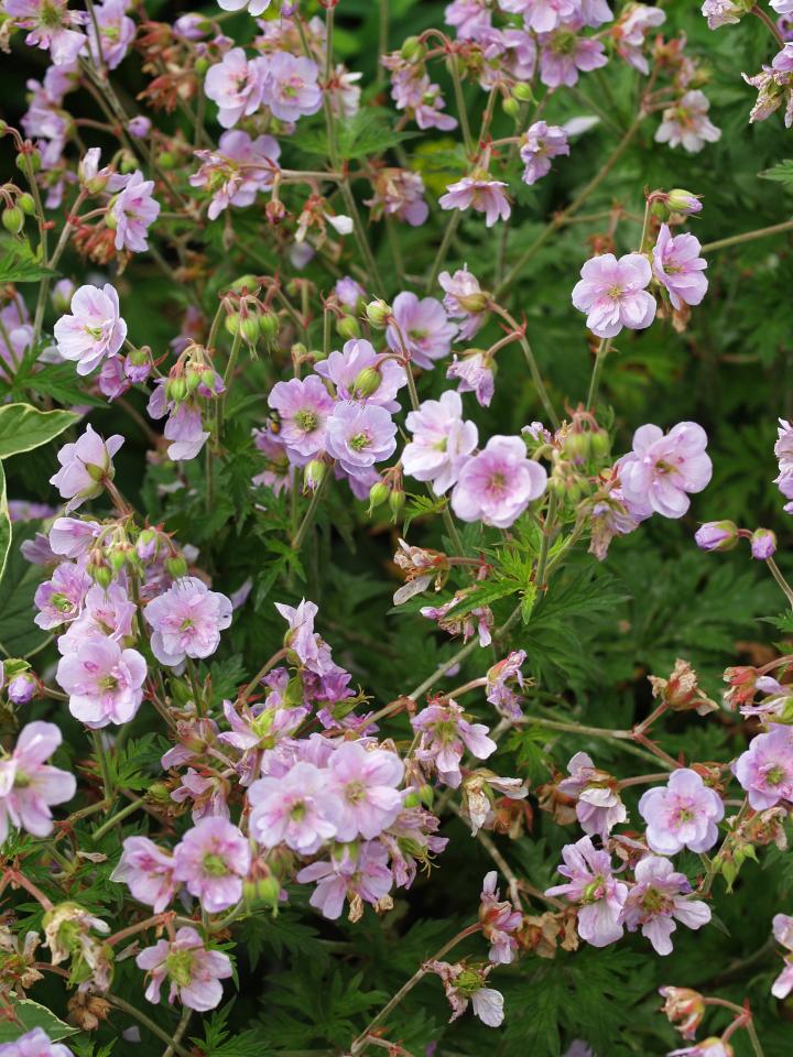Geranium pratense 'Else Lacey'