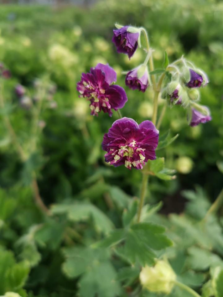 Geranium phaeum 'Joseph Green'