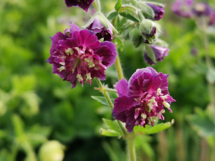 Geranium phaeum 'Joseph Green'
