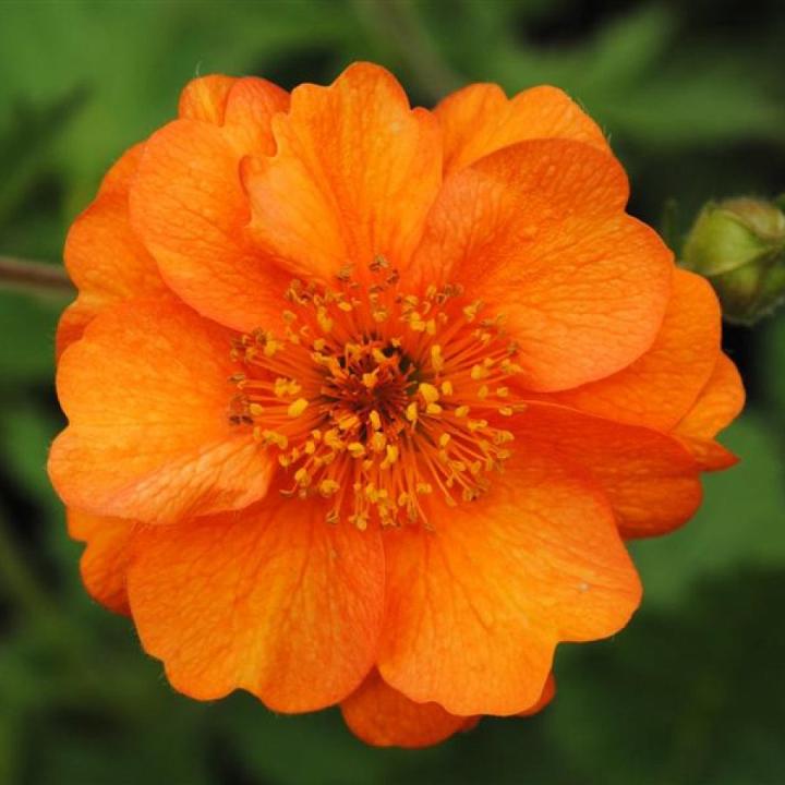 Geum  'Prinses Juliana'
