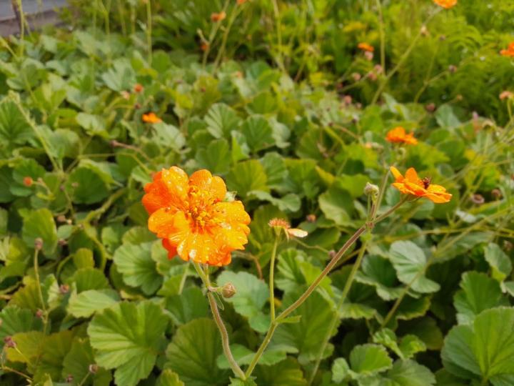 Geum  'Prinses Juliana'
