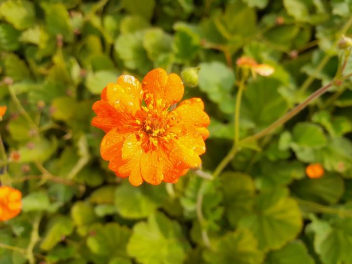 Geum  'Prinses Juliana'