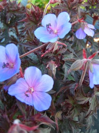 Geranium pratense 'Midnight Reiter' PBR