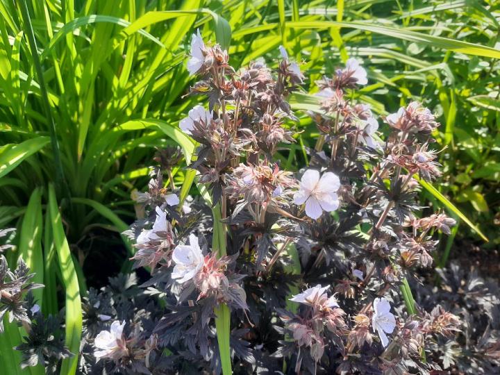 Geranium pratense 'Midnight Reiter' PBR