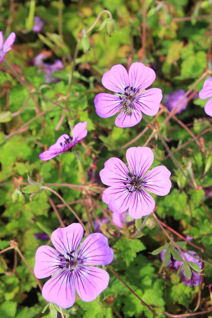 Geranium  'Pink Penny' ®