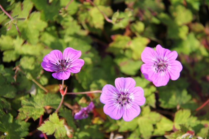 Geranium  'Pink Penny' ®