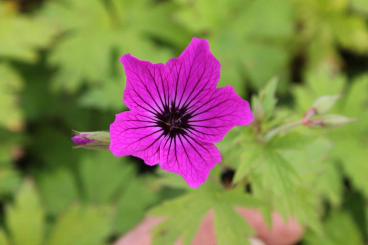 Geranium psilostemon 'Red Admiral'