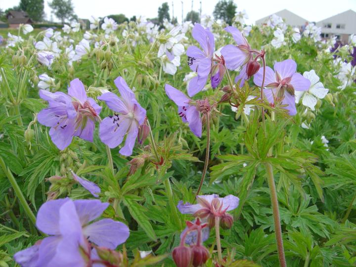 Geranium pratense