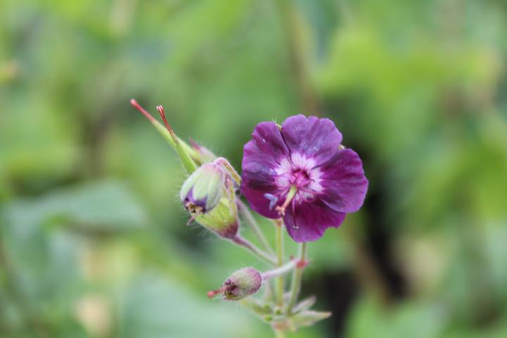Geranium phaeum 'Samobor'