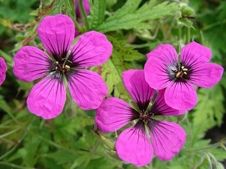 Geranium psilostemon