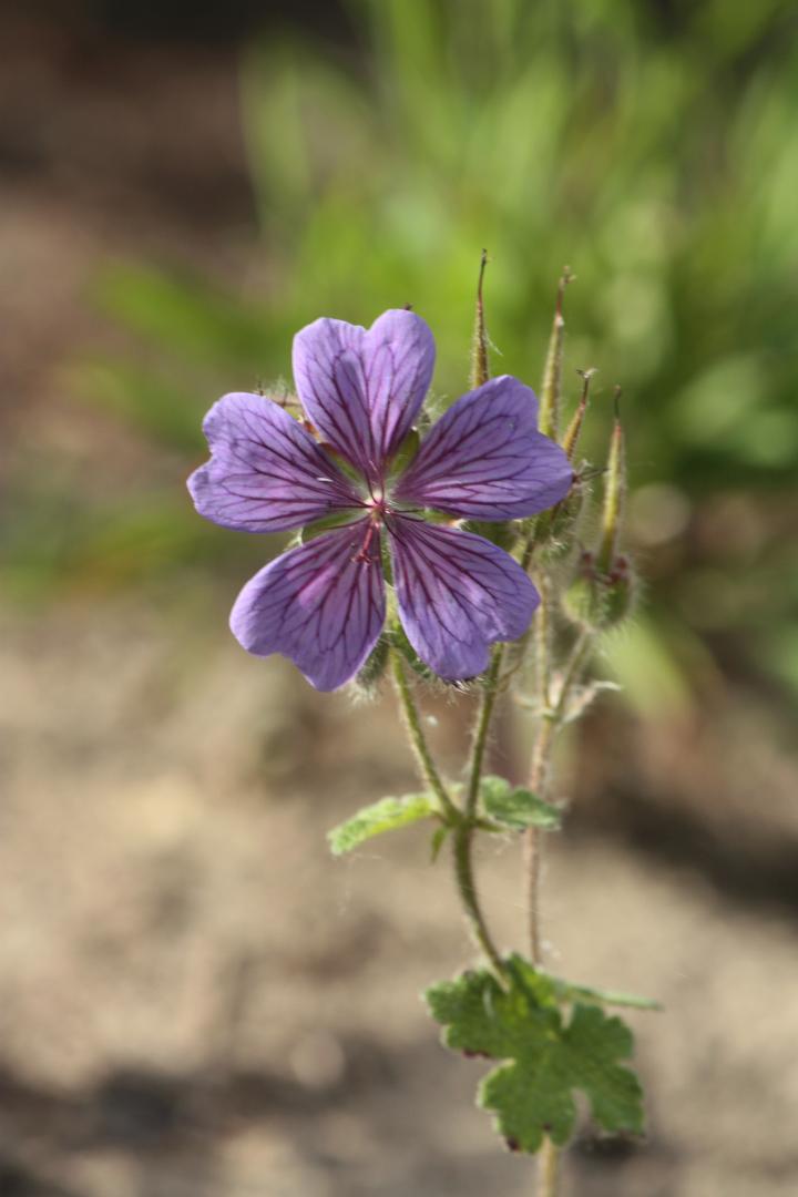 Geranium  'Philippe Vapelle'