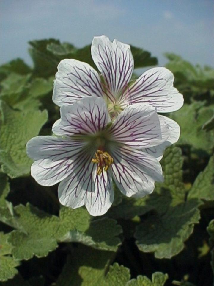 Geranium renardii