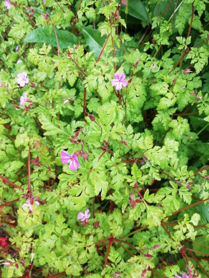 Geranium robertianum