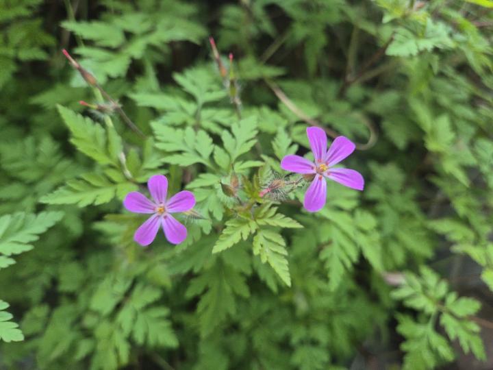 Geranium robertianum