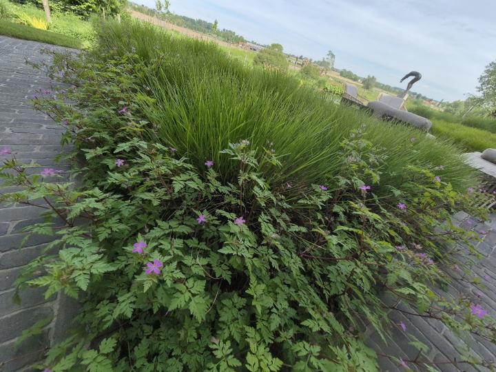 Geranium robertianum