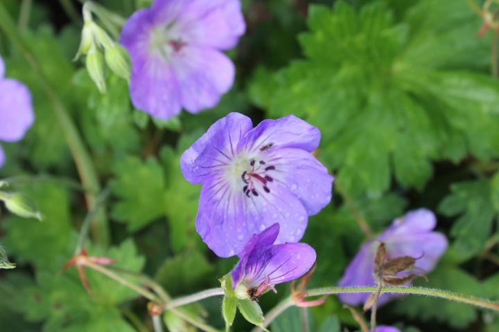 Geranium  'Rozanne' ®