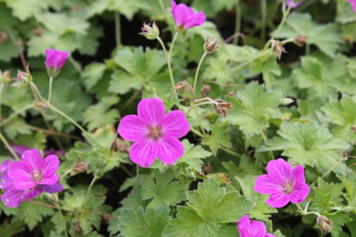 Geranium riversleaianum (x) 'Russel Prichard'