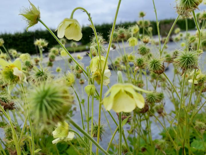 Geum rivale 'Tales of Hex'