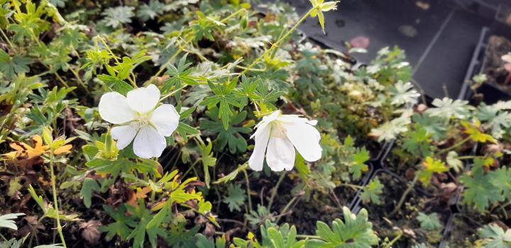 Geranium sanguineum 'Album'