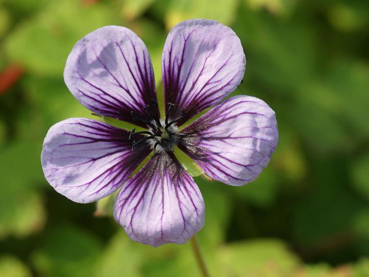 Geranium  'Salomé'