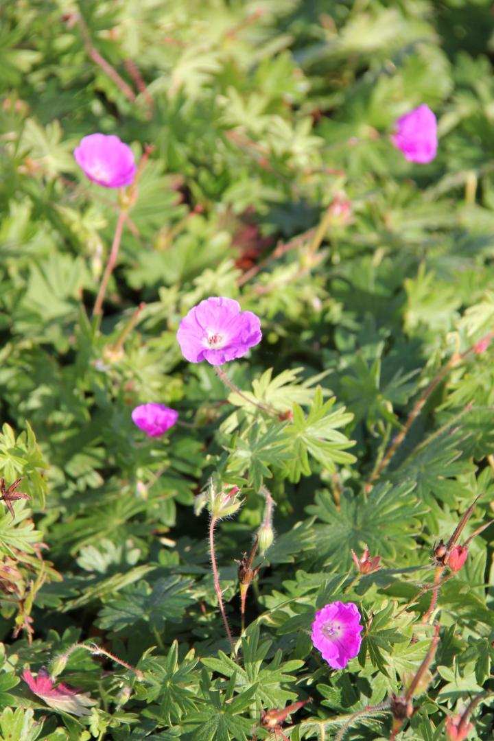 Geranium sanguineum