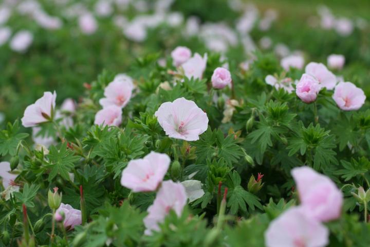Geranium sanguineum 'Apfelblüte'