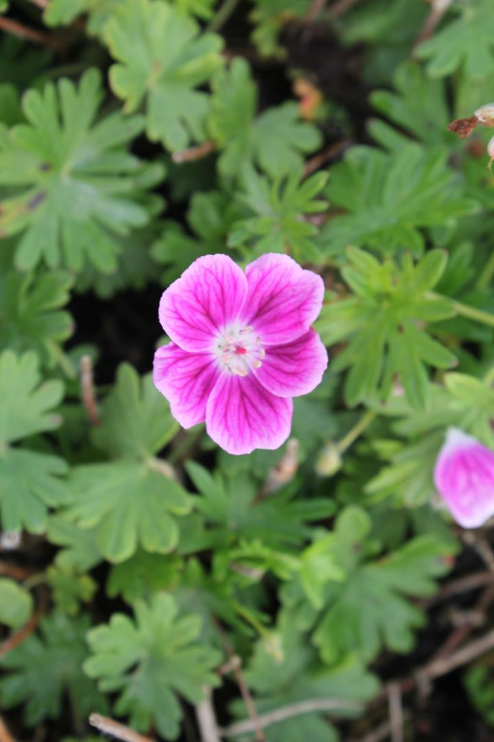 Geranium sanguineum 'Elke'