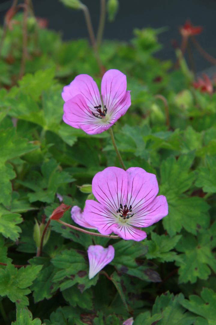 Geranium  'Sweet Heidy' PBR